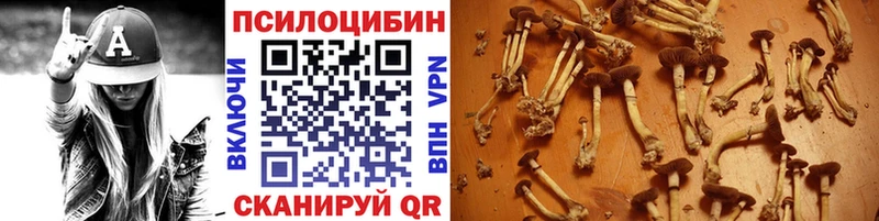 наркота Богданович Псилоцибиновые грибы прущие грибы