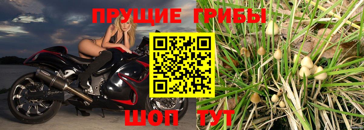 Галлюциногенные грибы Psilocybine cubensis  хочу   Богданович  Галлюциногенные грибы Psilocybe 